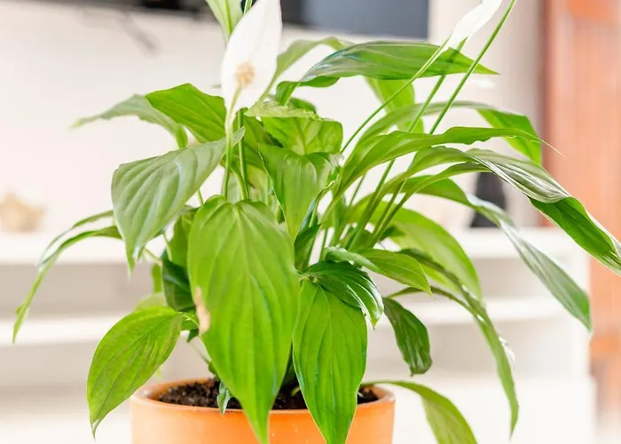 Loft 1º De Maio Tavira