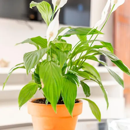 Loft 1º De Maio タヴィラ